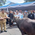 Sapi-e1779685876372 (1)